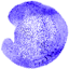 Zebrahub logo showing a zebrafish embryo imaged by lightsheet microscopy