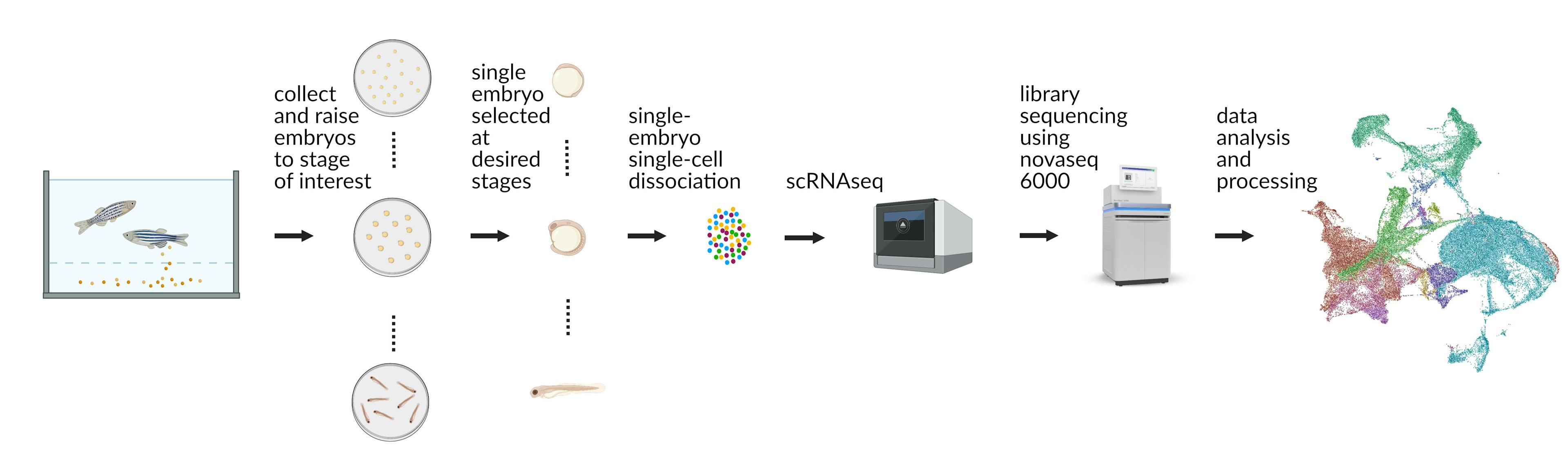 Single-embryo single-cell dissociation protocol from embryo collection, dissociation,  sequencing, and analysis