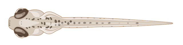 zebrafish embryo,  10 dpf, Larva