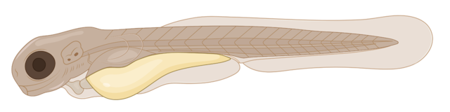 zebrafish embryo,  3 dpf, Larva